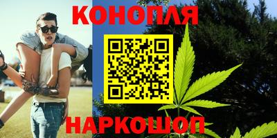 сатива Кингисепп