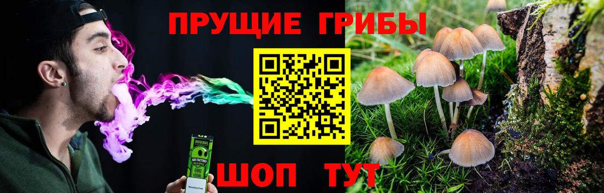 Псилоцибиновые грибы Cubensis Малоярославец